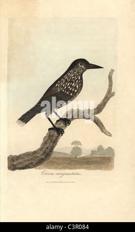 Nucifraga caryocatactes Spotted nutcracker, Banque D'Images