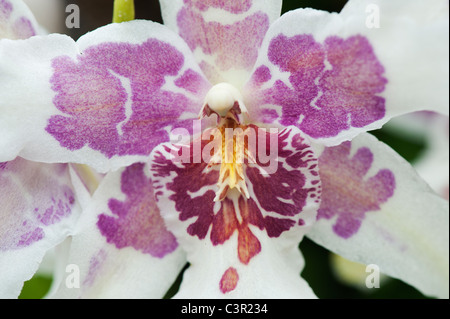 Beallara Tahoma Glacier orchid Banque D'Images