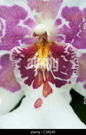 Beallara Tahoma Glacier orchid Banque D'Images