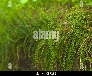 Asplenium Banque D'Images