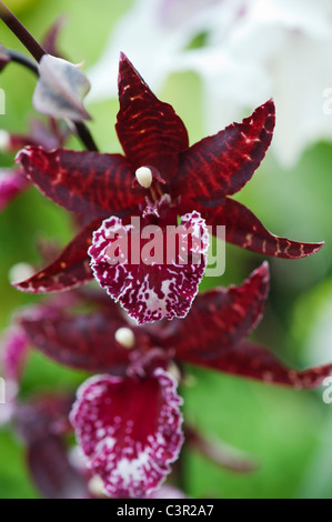 Colmanara Masai red orchid flower Banque D'Images