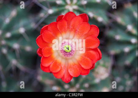 Echinocereus Triglochidiatus 'Otacanthus'. Fleur de cactus hérisson Banque D'Images