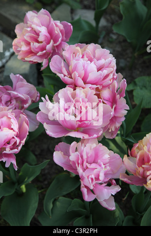 Tulipa angélique, double fin, la pivoine fleur tulip Banque D'Images