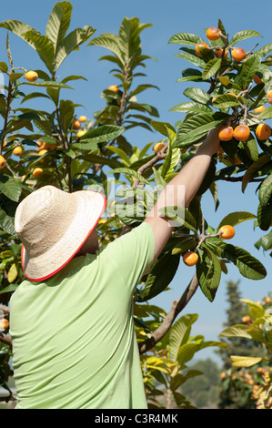 Cueilleur de fruits au travail au cours de la récolte de néflier Banque D'Images