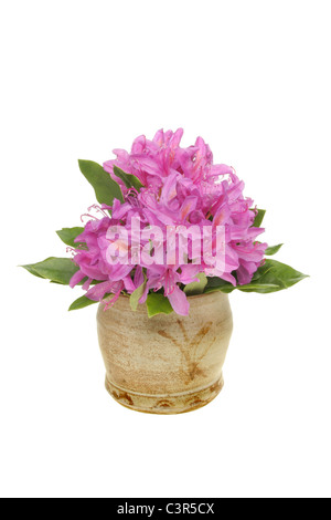 Arrangement des fleurs de rhododendron en pot en argile blanc isolé contre Banque D'Images