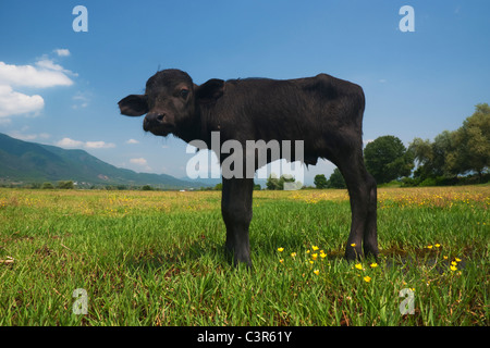 Les buffles d'eau (Bubalus bubalis) calf au printemps meadow Banque D'Images