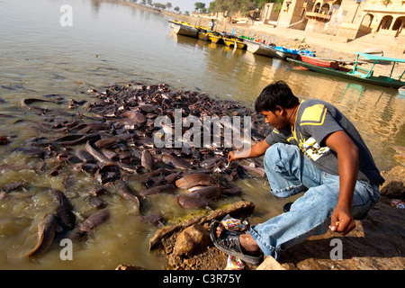 L'alimentation de l'homme poisson-chat, poisson dans le lac Gadsisar, Jaisalmer, Rajasthan, Inde, Asie Banque D'Images