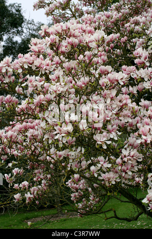 Magnolia Magnolia soulangeana, soucoupe, Magnoliaceae. Banque D'Images