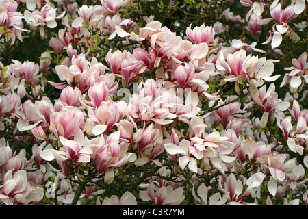 Magnolia Magnolia soulangeana, soucoupe, Magnoliaceae. Banque D'Images