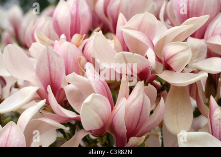 Magnolia Magnolia soulangeana, soucoupe, Magnoliaceae. Banque D'Images