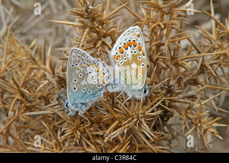 Paire de papillons bleu commun l'accouplement sur l'ajonc Banque D'Images