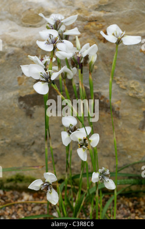 Du Parthenocissus tricuspidata Moraea, Iridaceae, Province du Cap, Afrique du Sud. Banque D'Images