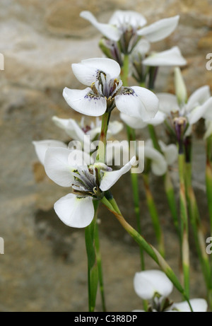 Du Parthenocissus tricuspidata Moraea, Iridaceae, Province du Cap, Afrique du Sud. Banque D'Images