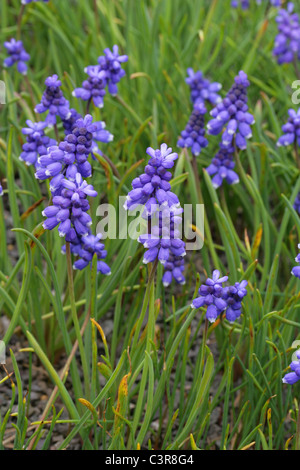 Muscaris, Muscari bourgaei, Hyacinthaceae, Turquie. Banque D'Images