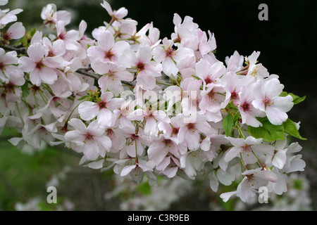 Yoshino Cherry Blossom, Prunus x yedoensis 'Isu Yoshino', Rosaceae. Japan. Banque D'Images