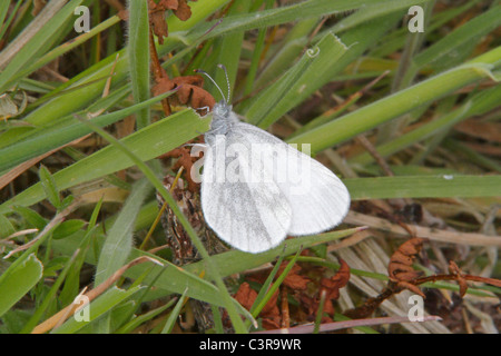 Papillon blanc en bois reposant sur des souches d'herbe Banque D'Images