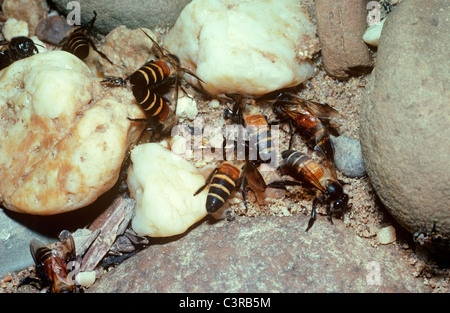 L'abeille géante (Apis dorsata : Apidae) potable travailleurs sur le sable au bord de la forêt tropicale en Malaisie Banque D'Images