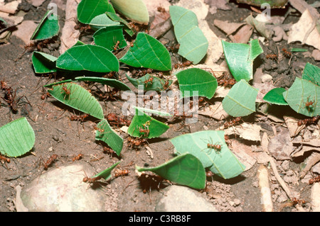 Les fourmis Atta sexdens (osmia lignaria) retourner à leur nid avec des feuilles de parties coupées pour leur jardin champignon dans la forêt tropicale, le Pérou Banque D'Images