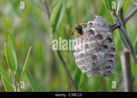 European paper wasp - Polistine (Polistes dominula guêpe papier - Polistes dominulus - Polistes gallicus) la reine sur son nid au printemps Banque D'Images