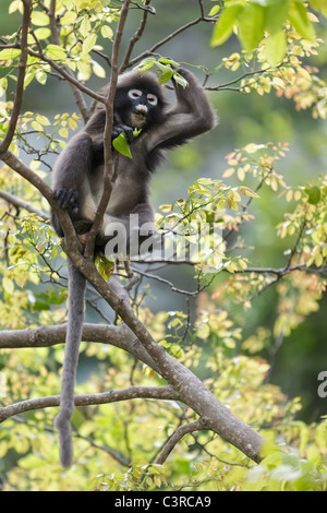 Feuille sombre des monkey sitting on tree branch, Thaïlande Banque D'Images