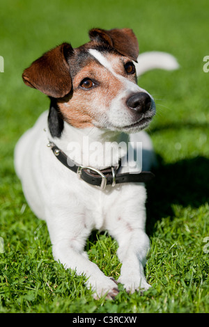 Jack Russel chien pose dans l'herbe et à la recherche. Chien est blanc avec quelques taches marron et blanc Banque D'Images