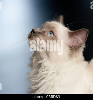 Chat Ragdoll jusqu'à la avec un fond bleu Banque D'Images