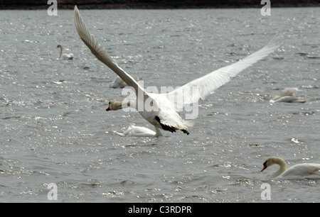 Un cygne muet décolle du sanctuaire de la célèbre Abbotsbury Swannery dans le Dorset, UK Banque D'Images