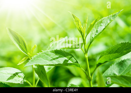 Les feuilles de thé dans une plantation dans les faisceaux de lumière du soleil. Banque D'Images