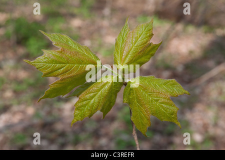 Développement de feuilles d'érable à sucre (Acer saccharum) Printemps-est des États-Unis. Par Carol Dembinsky/Dembinsky photo Assoc Banque D'Images