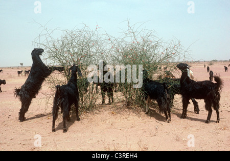 La Chèvre (Capra hircus) aegragus se nourrissant d'un buisson de Khair (Capparis decidua) dans le désert du Thar, Inde Banque D'Images