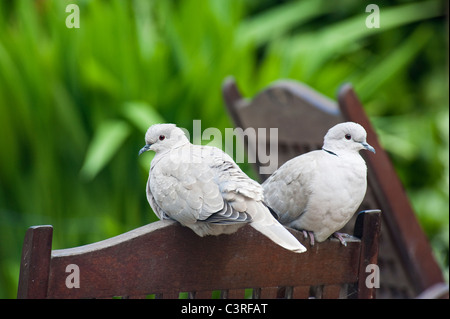 Deux oiseaux - une paire de Tourterelles turques en appui sur le dos de chaises de jardin Banque D'Images