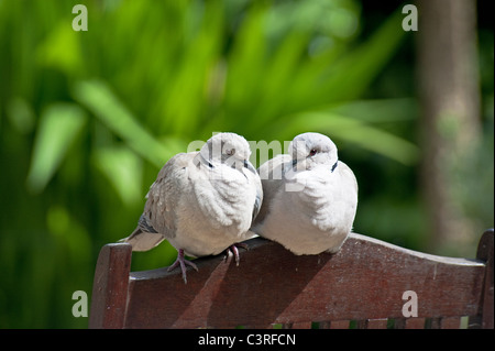 Deux oiseaux - une paire de Tourterelles turques en appui sur le dos de chaises de jardin Banque D'Images