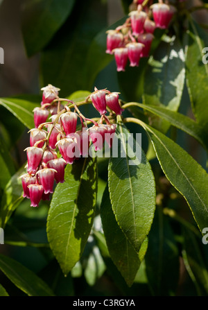 Pieris japonica Valley Valentine x Formosa Jermyns Banque D'Images