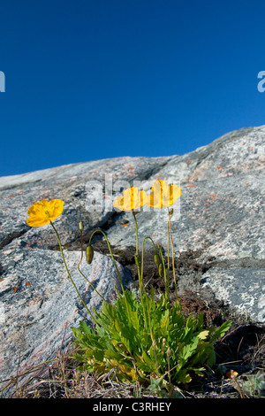 Le pavot arctique (Papaver radicatum) floraison sur Disko-Bay West-Greenland rock,,, Groenland Banque D'Images