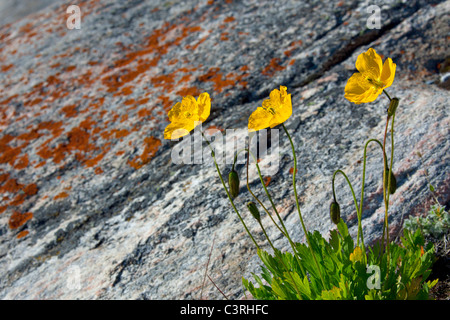 Le pavot arctique (Papaver radicatum) floraison sur Disko-Bay West-Greenland rock,,, Groenland Banque D'Images