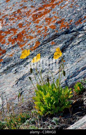 Le pavot arctique (Papaver radicatum) floraison sur Disko-Bay West-Greenland rock,,, Groenland Banque D'Images