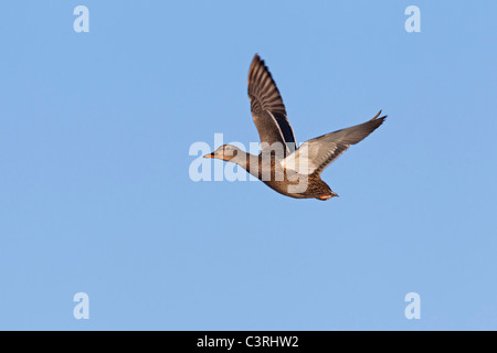 Canard sauvage / mallard (Anas platyrhynchos) femmes en vol Banque D'Images