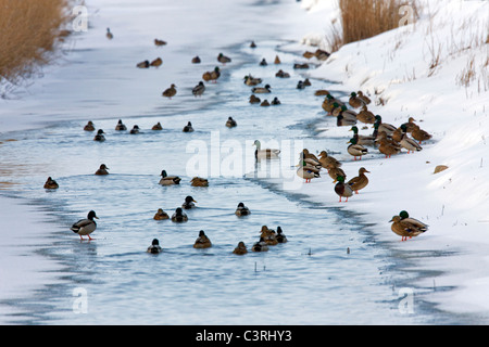 Canard sauvage / Canards colverts (Anas platyrhynchos) troupeau la natation dans l'trou dans creek en hiver Banque D'Images