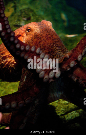 Une gigantesque pieuvre du Pacifique (Enteroctopus dofleini) à l'Aquarium de Seattle. Banque D'Images
