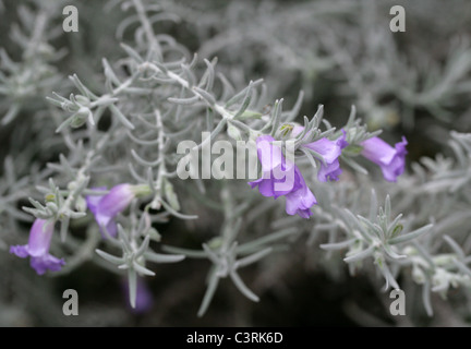Bush l'UEM ou soyeux Eremophila, Eremophila nivea, Scrophulariaceae (Myoporaceae). L'ouest de l'Australie. Banque D'Images