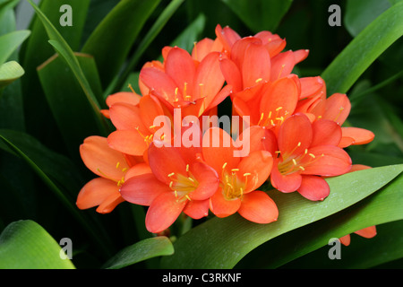 Clivia miniata, Lis kaffir, Amaryllidaceae, Afrique du Sud. Bush ou Boslelie alias Lily en afrikaans, ou Umayime en zoulou. Banque D'Images