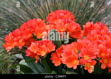 Clivia miniata, Lis kaffir, Amaryllidaceae, Afrique du Sud. Bush ou Boslelie alias Lily en afrikaans, ou Umayime en zoulou. Banque D'Images