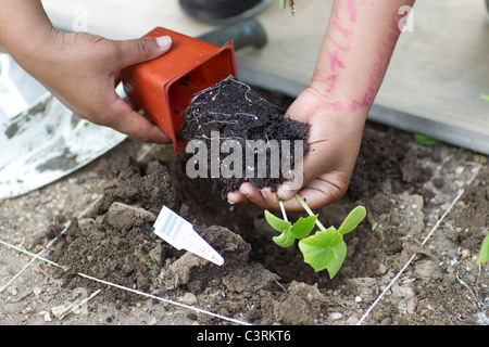 Des plantules prend attentivement en plastique contenant avant de le planter dans la parcelle de jardin de légumes au programme après l'école Banque D'Images