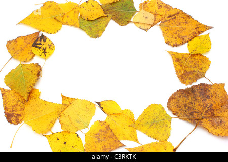 Collection de feuilles d'automne magnifique isolé sur fond blanc Banque D'Images