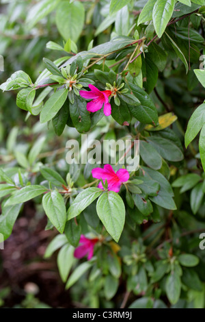 Piscine/Indian Azalea Azalea Indica/Chinois, Chinois, chèvrefeuille, Sim's azalée, Rhododendron simsii (syn. Azalea indica). L'Asie. Banque D'Images