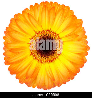 Gerbera jaune Banque D'Images