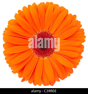 Gerbera Orange daisy Banque D'Images