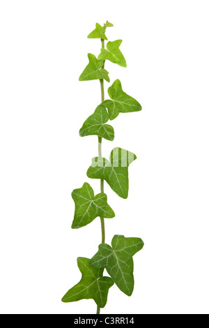 Ivy Banque D'Images