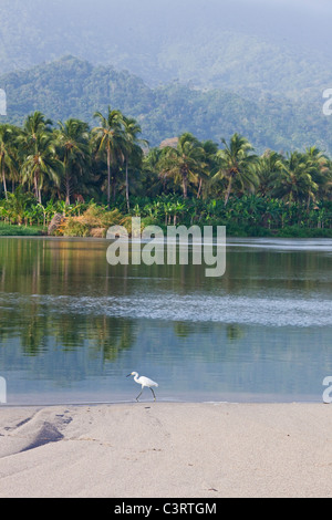 Grande Aigrette (Ardea alba), Parc National Naturel de Tayrona en Colombie Banque D'Images