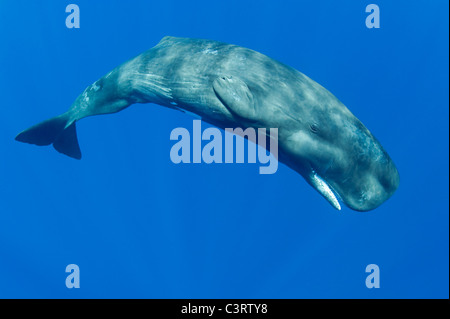 Cachalot, Physeter macrocephalus, femelle juvénile, des espèces menacées, Commonwealth de Dominique ( Caraïbes ) Banque D'Images